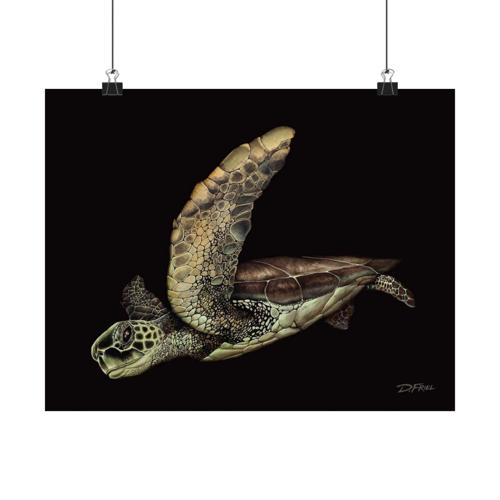 Black Cove Turtle - Unframed Satin Poster