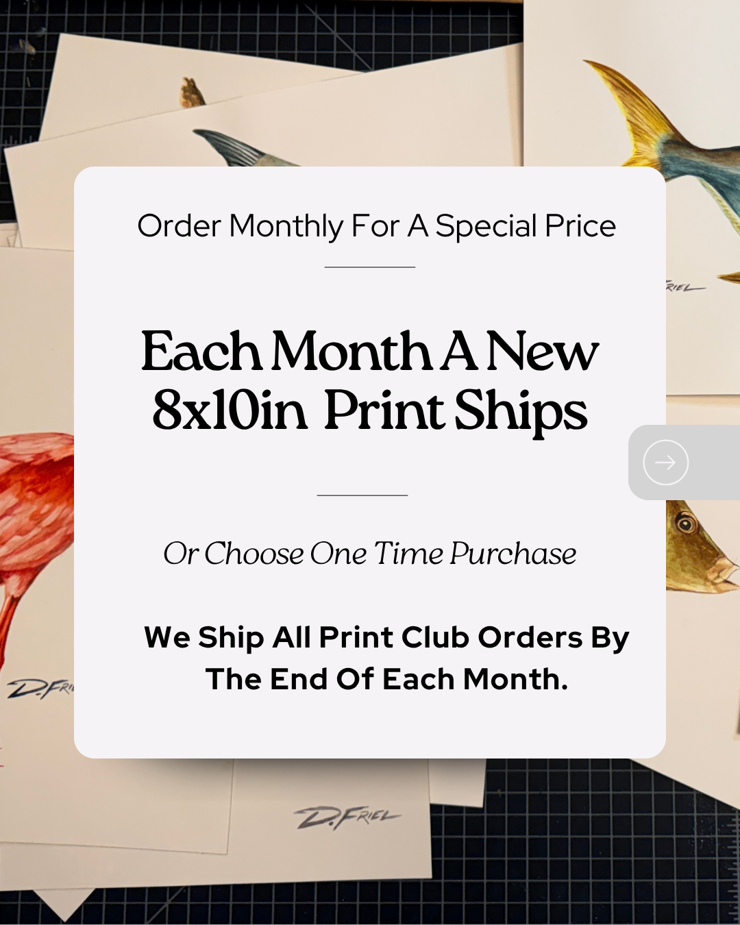 OCTOBER 8x10in Print Offer - Southern Cross Sailfish Art - Subscribe by the 19th