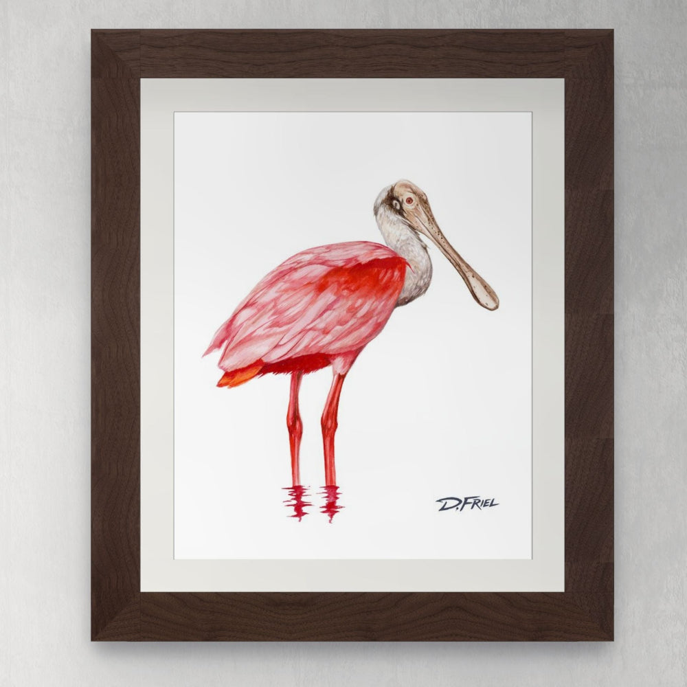 Roseate Spoonbill by D.Friel